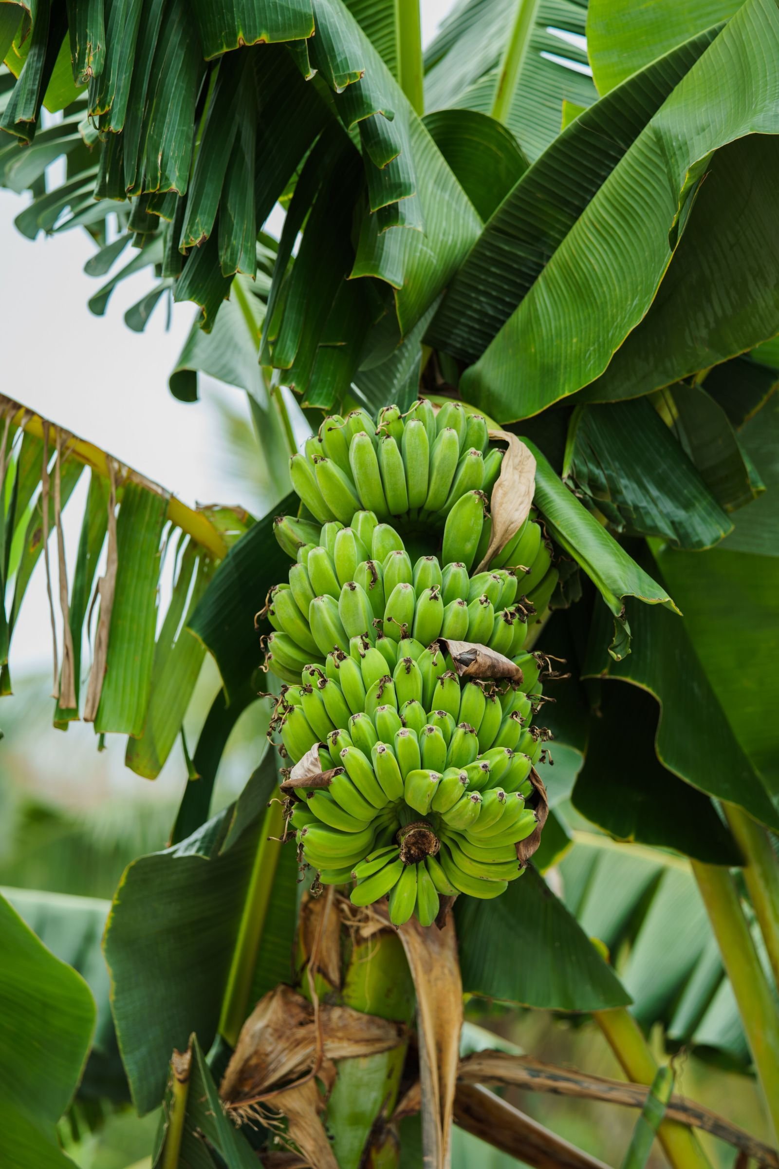 Export-grade Banana, batch 3