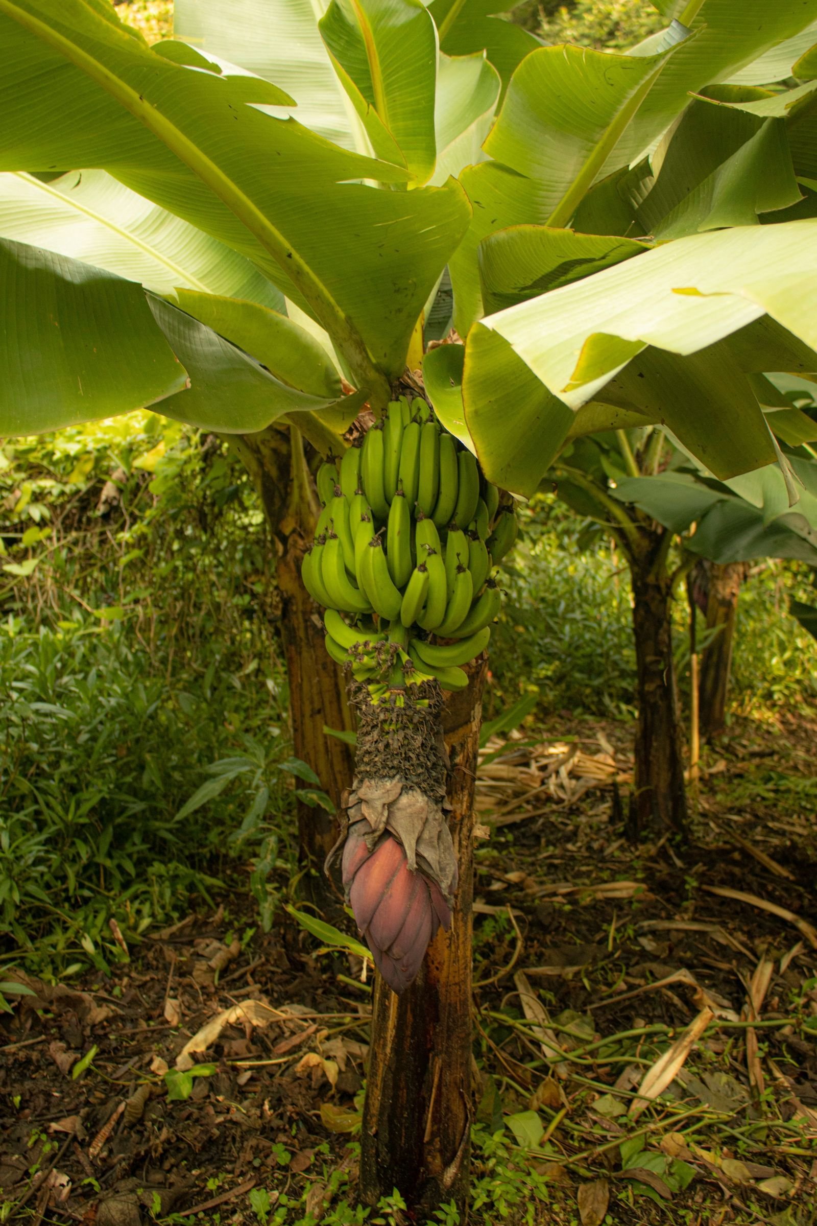 Export-grade Banana, batch 4