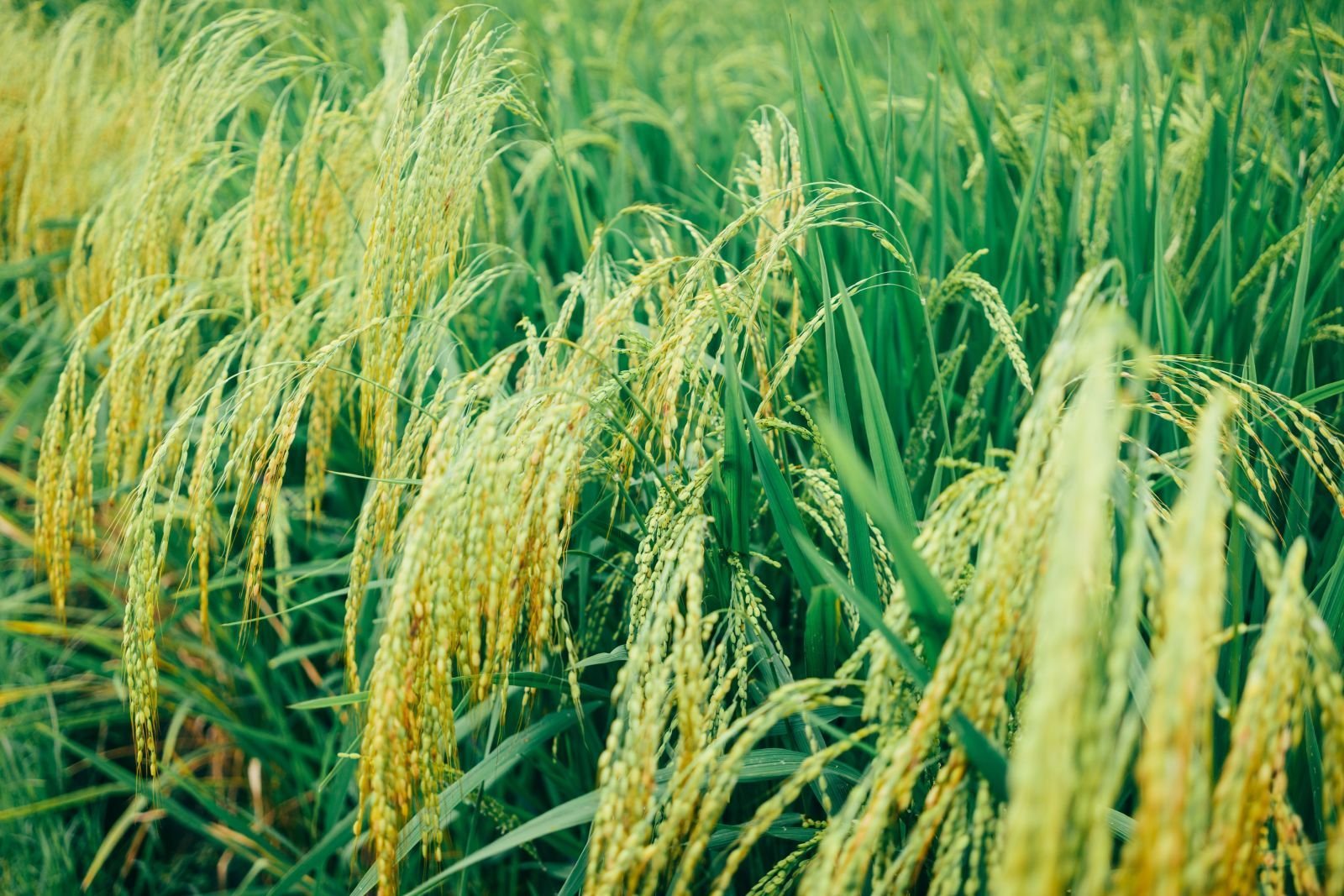 Export-grade Basmati Rice, batch 4