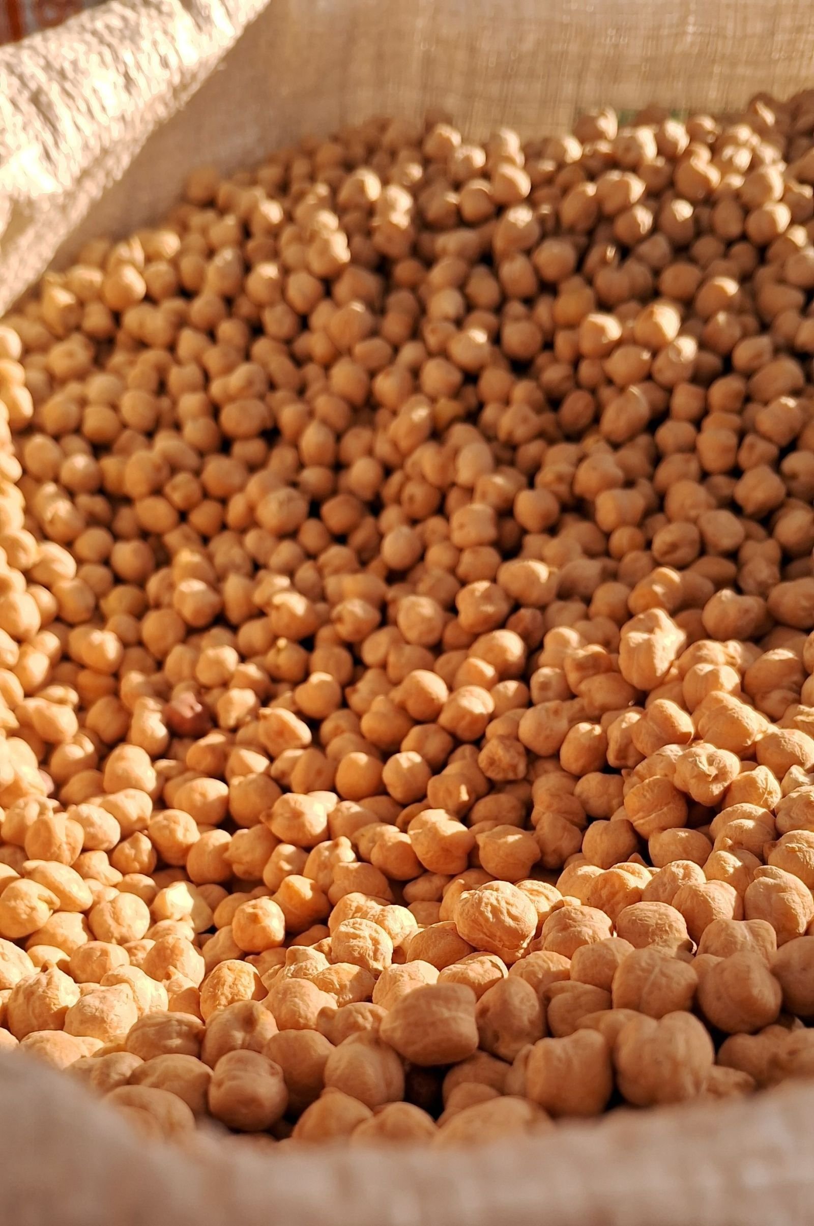 Export-grade Chickpeas, batch 2