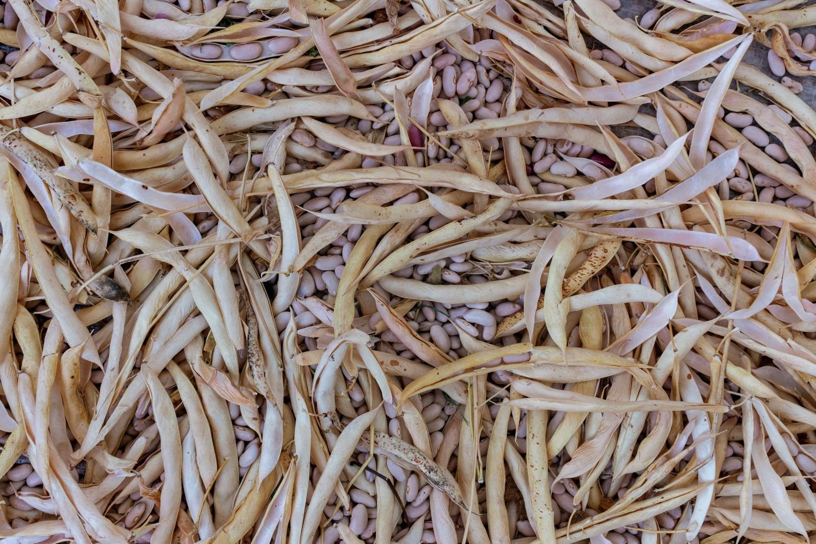 Export-grade Dry Beans, batch 1