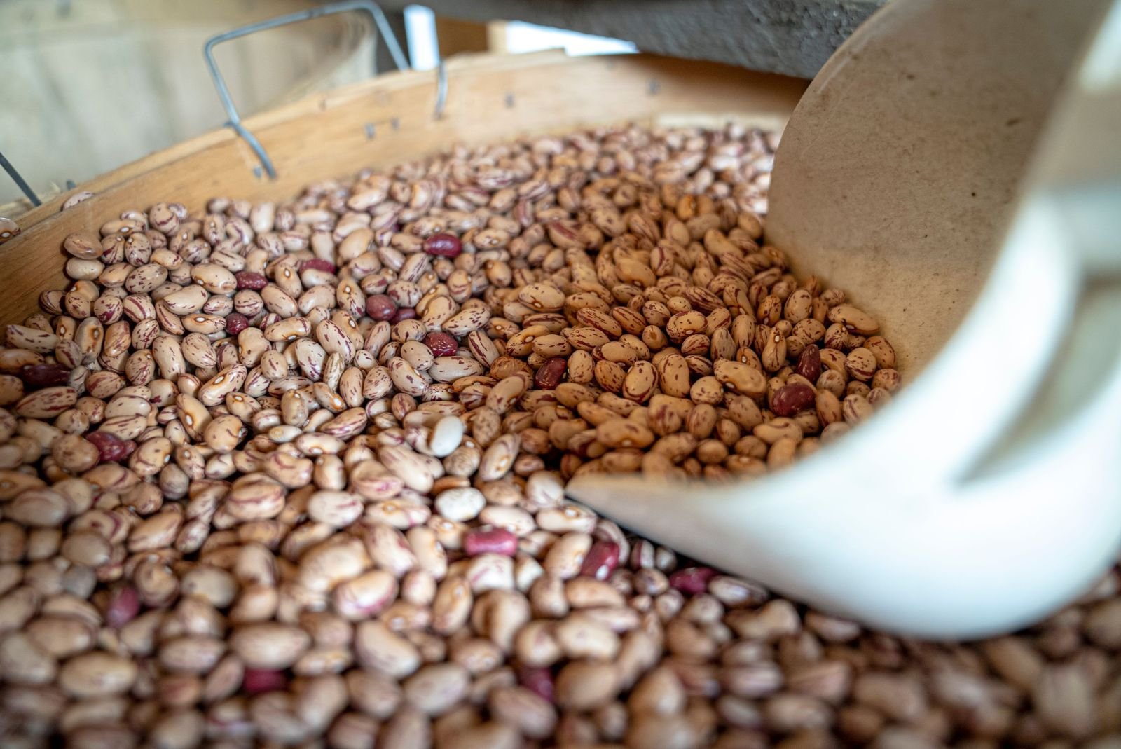Export-grade Dry Beans, batch 2
