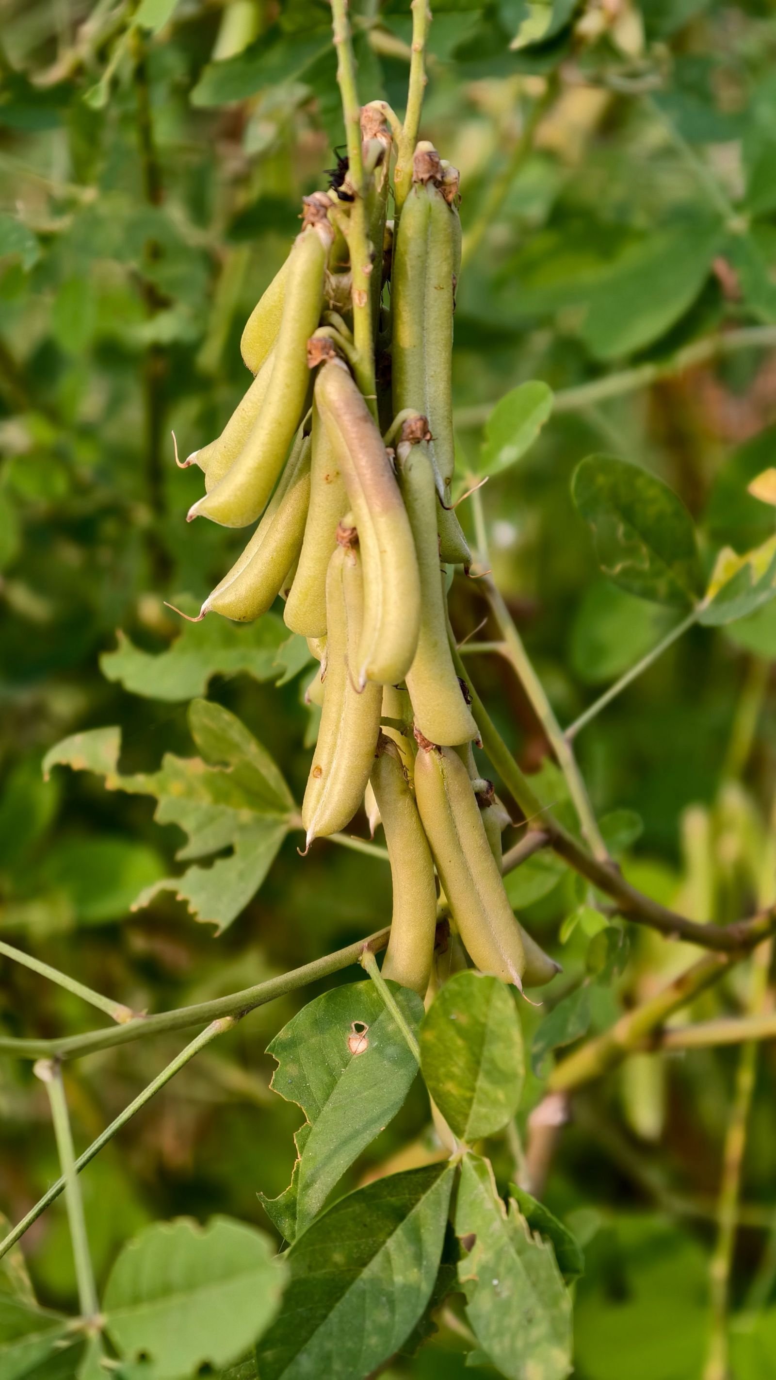 Export-grade Dry Beans, batch 4