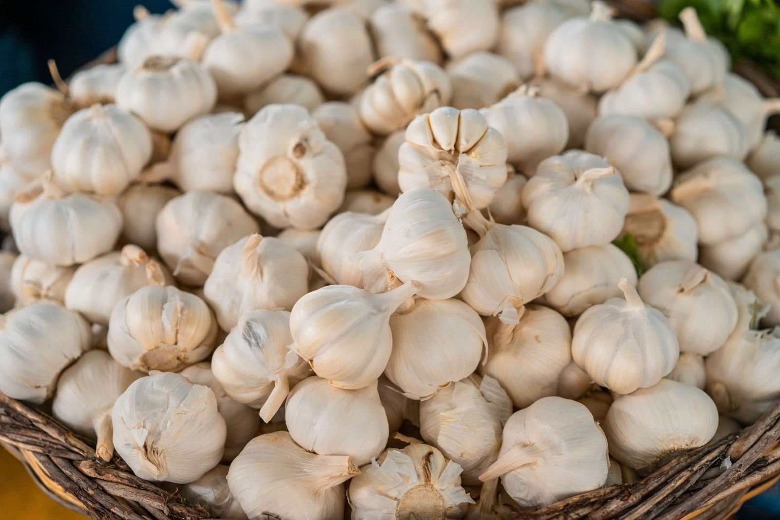 Export-grade Garlic, batch 1
