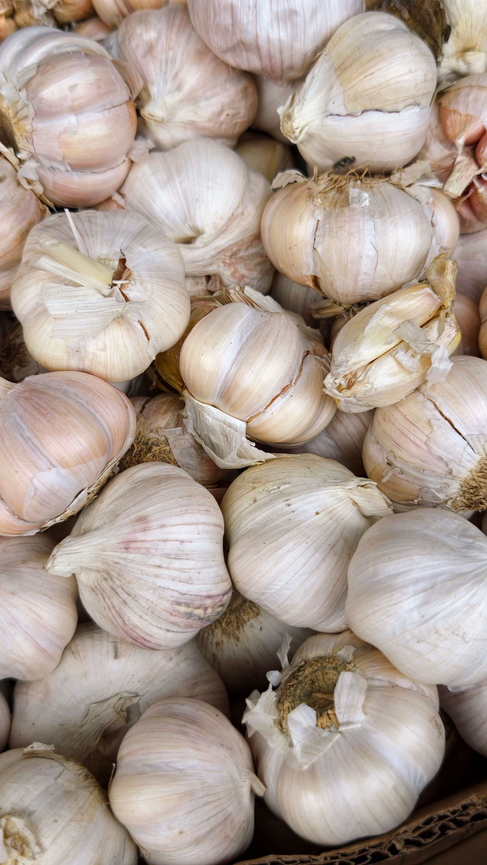 Export-grade Garlic, batch 5