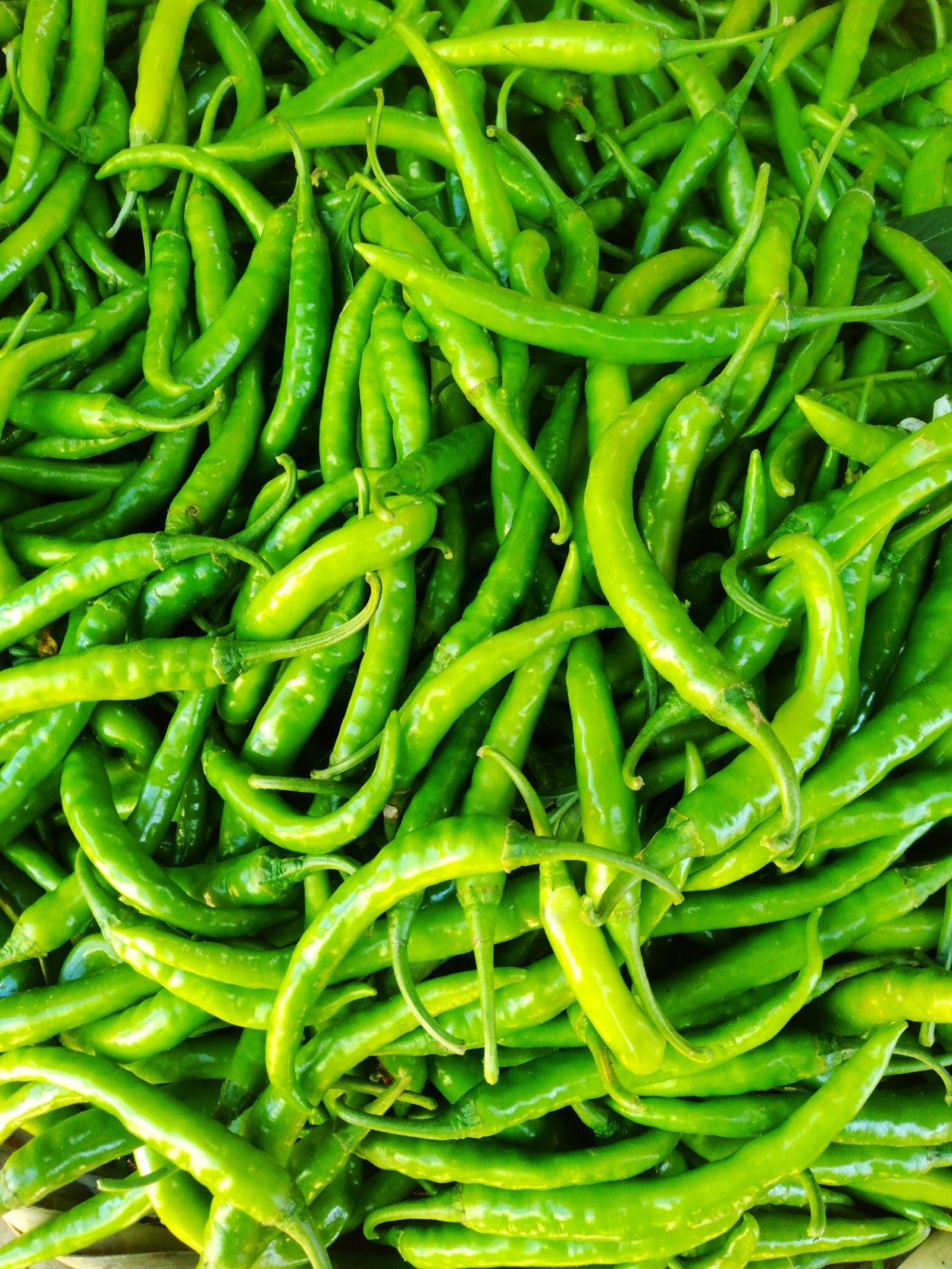 Export-grade Green Chilli, batch 1