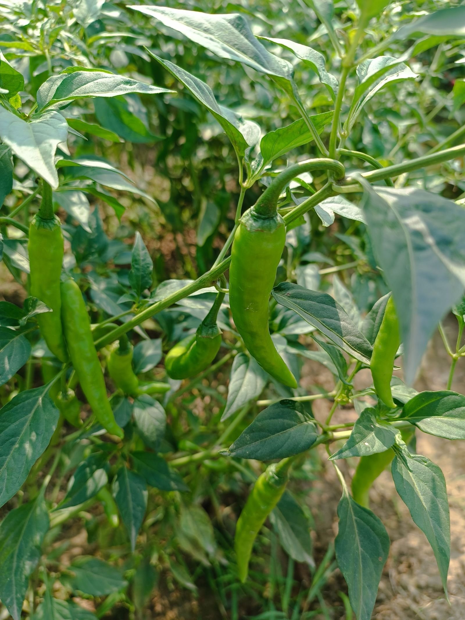 Export-grade Green Chilli, batch 2