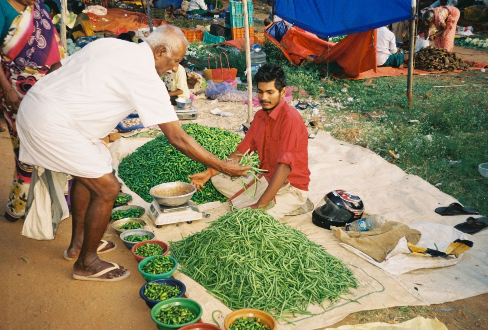Export-grade Green Chilli, batch 3