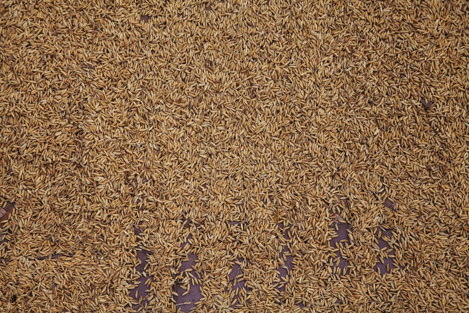 Export-grade Jeera (Cumin Seeds), batch 3