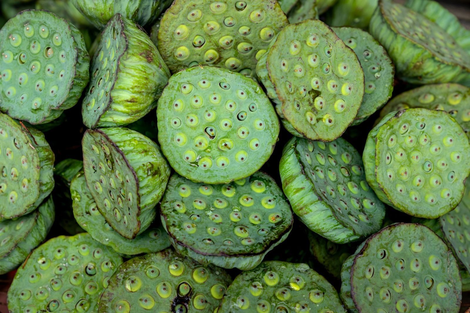Export-grade Makhana (Fox Nuts), batch 3