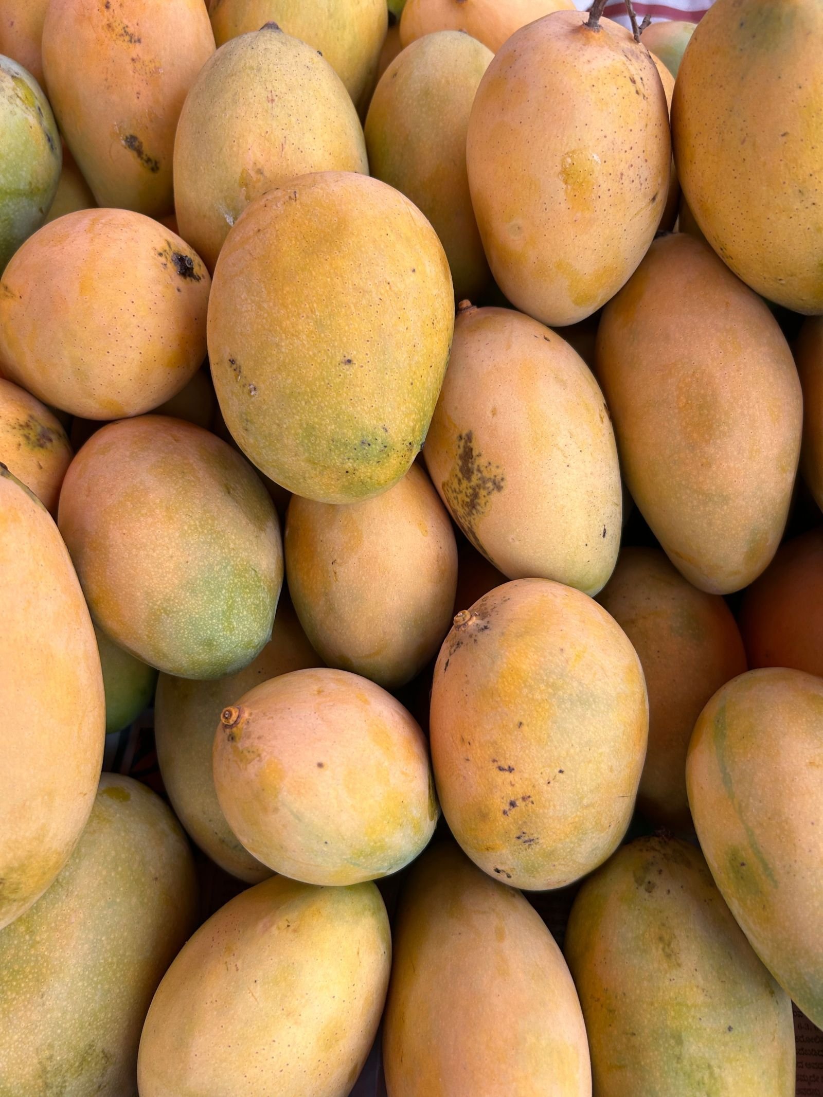 Export-grade Mango, batch 1