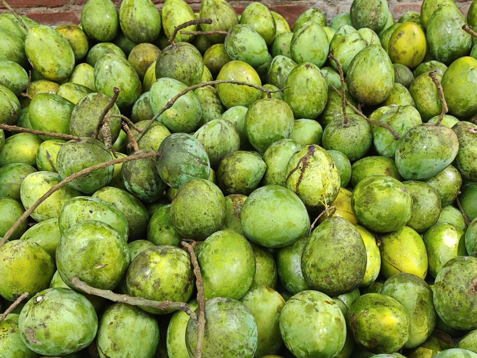 Export-grade Mango, batch 3