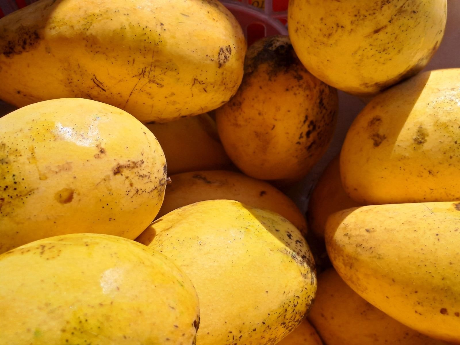 Export-grade Mango, batch 5