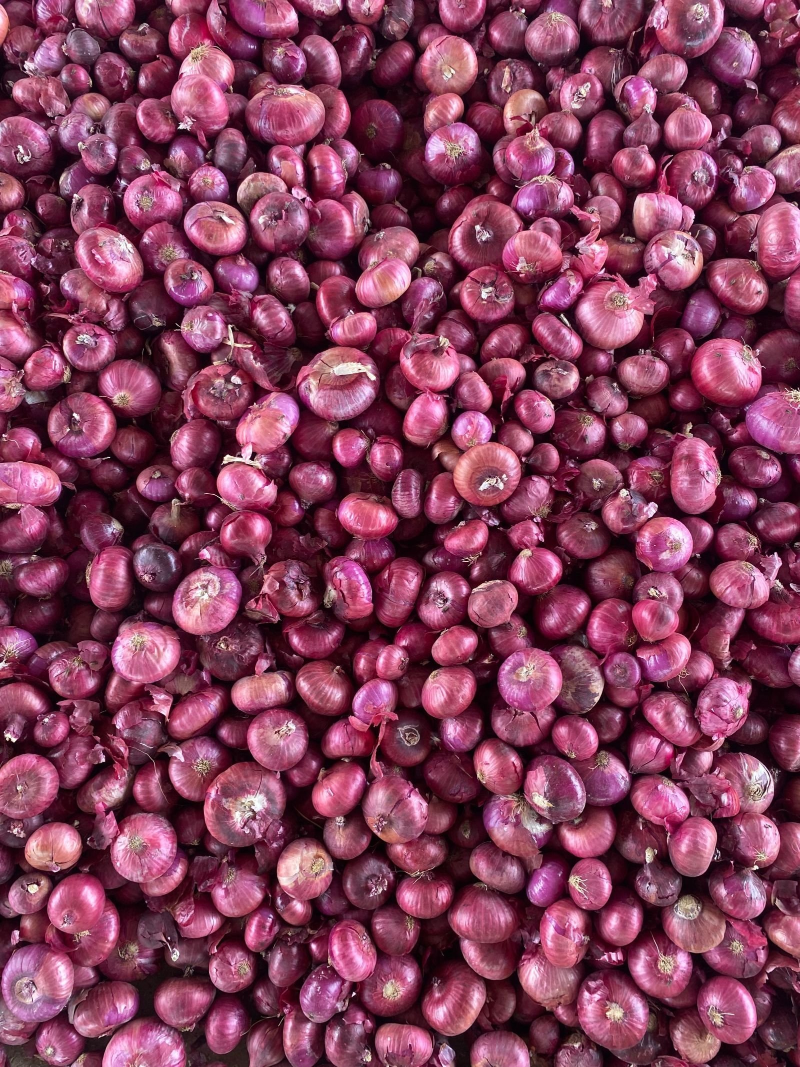 Export-grade Onion, batch 1