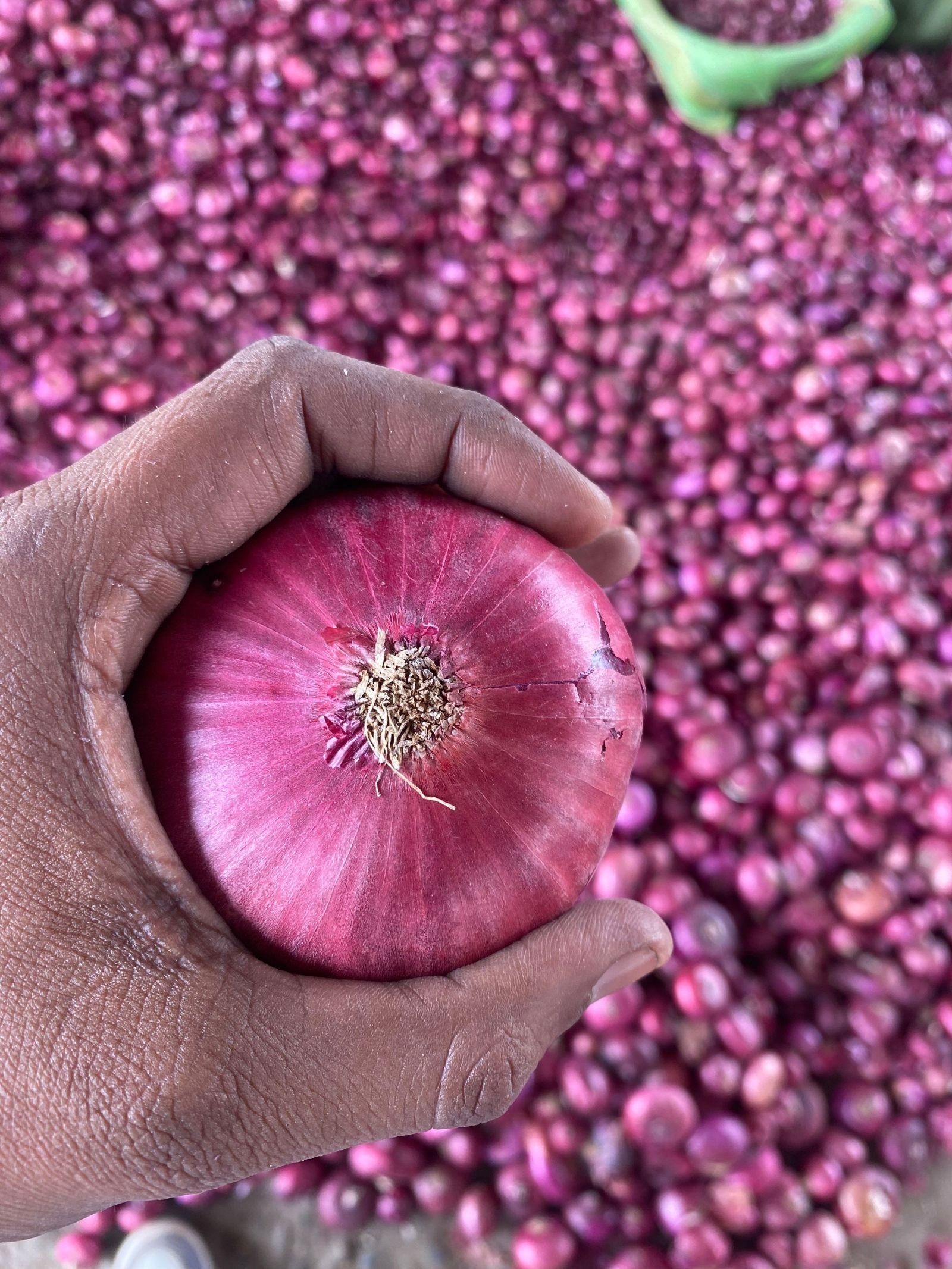 Export-grade Onion, batch 4