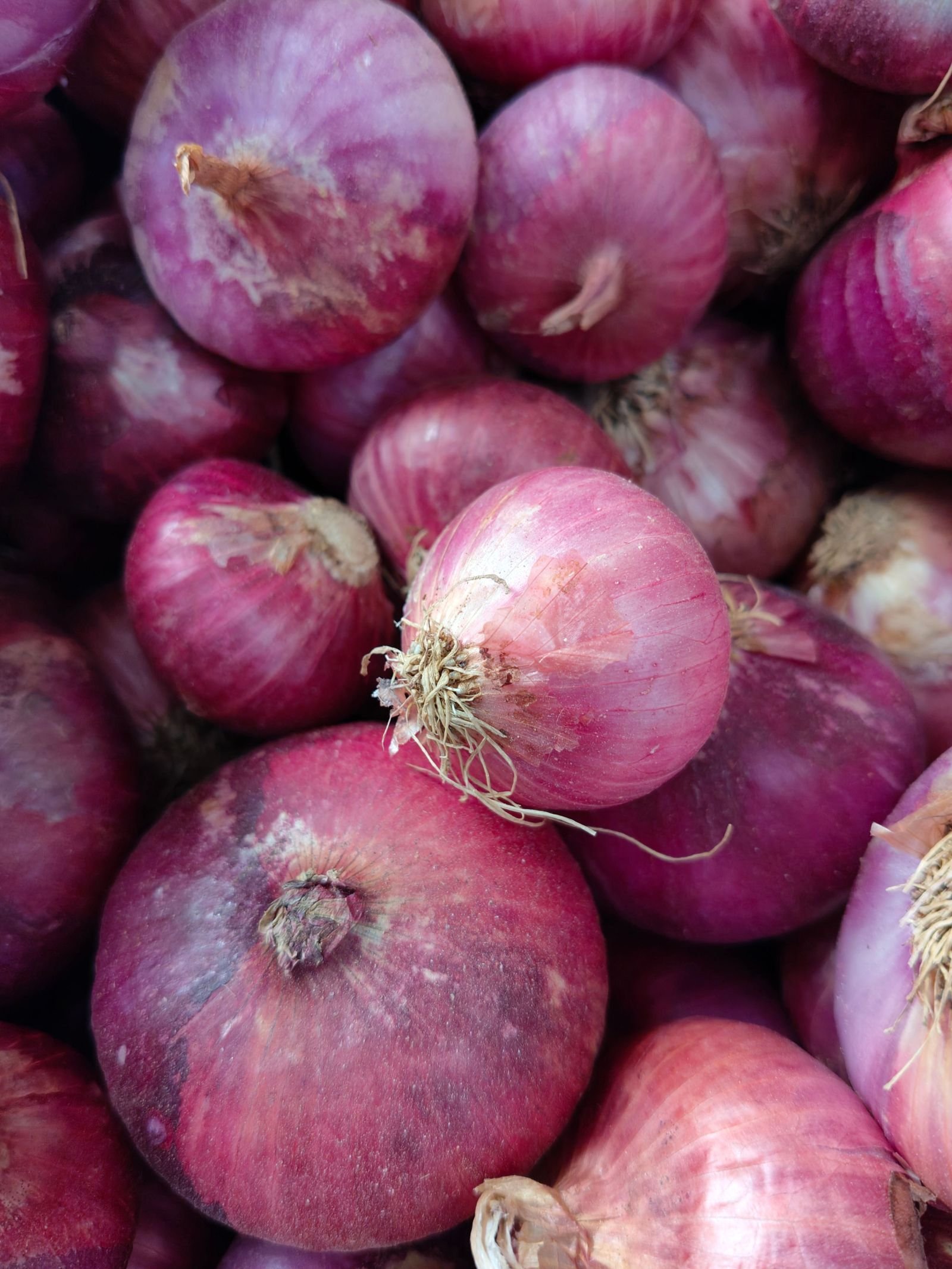 Export-grade Onion, batch 5